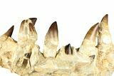 Fossil Mosasaur (Thalassotitan) Jaw Section with Teeth - Morocco #368247-7